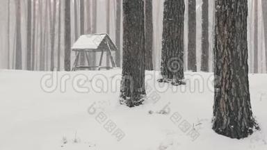 一片松林中，冬天有一只喂鸟的小雪